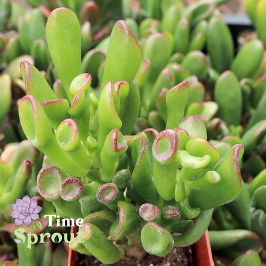 Crassula ovata 'ET's Fingers' Jade