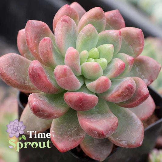 Cremneria 'Expatriata'