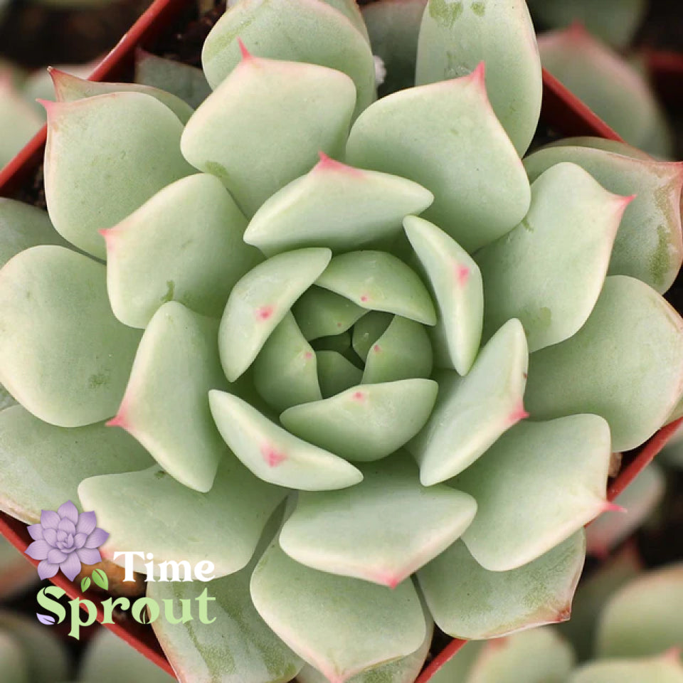 Echeveria 'Mindo Ilin' – TimeSprout